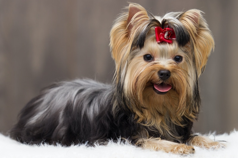 How can I keep my Yorkie from doing potty inside?